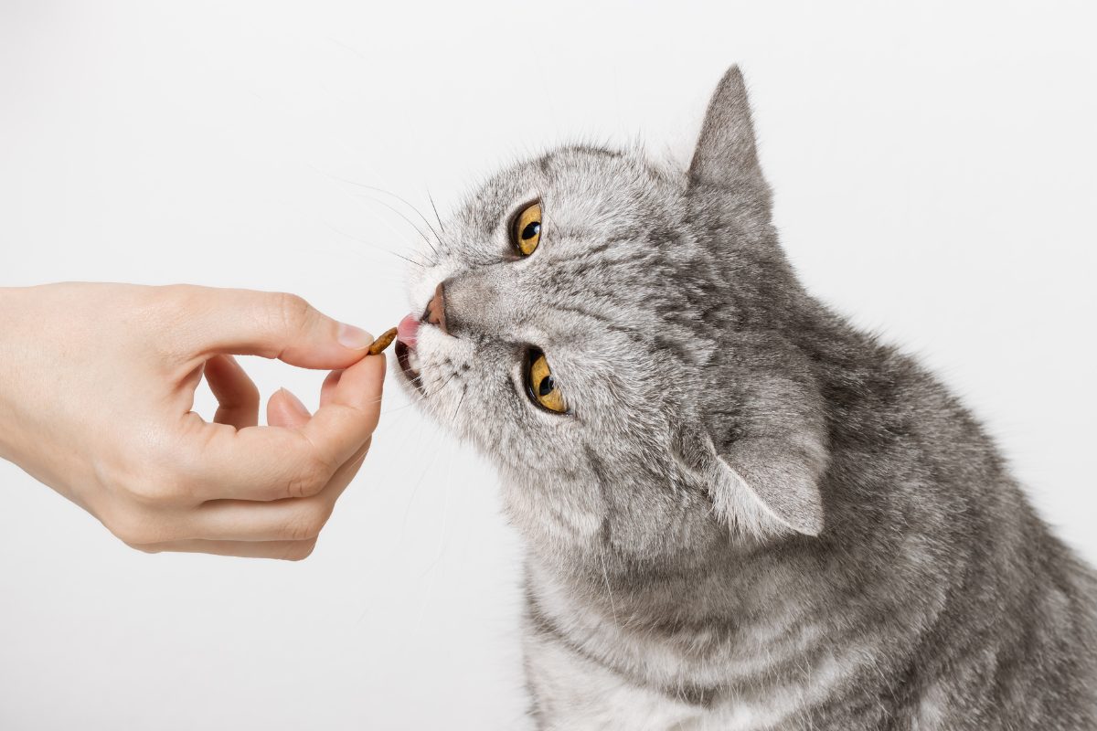 donner médicaments à son chat