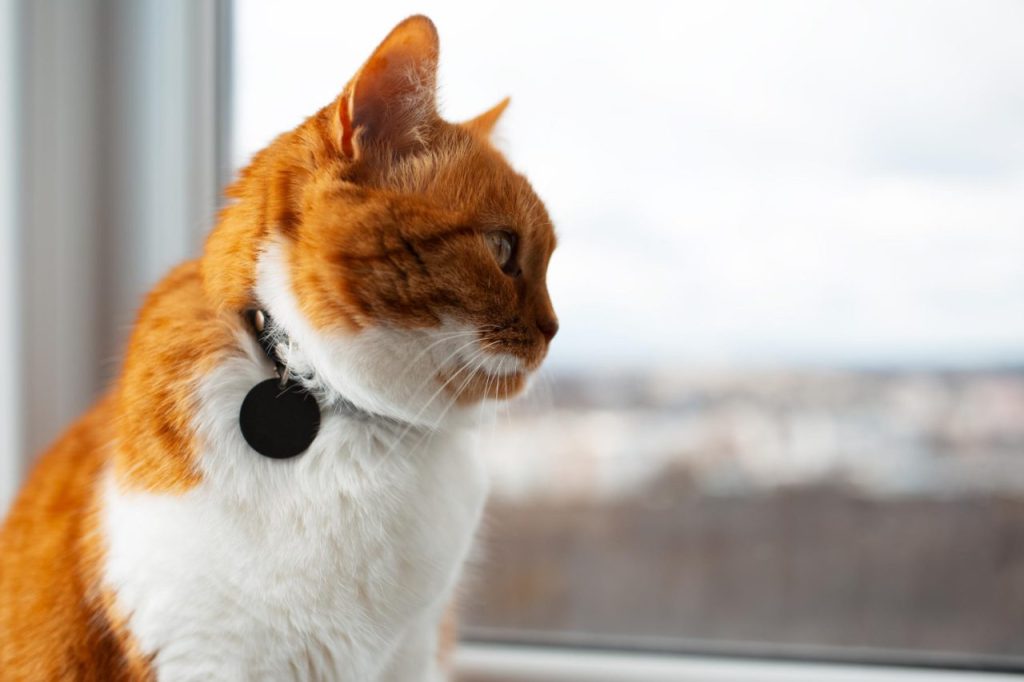 collier GPS chat