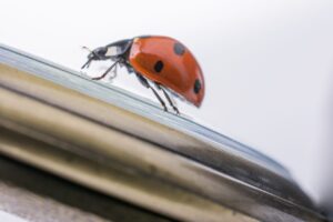 Une coccinelle rouge posée sur le rebord d’une fenêtre dans une maison.