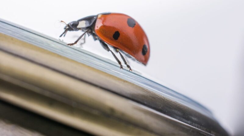 Une coccinelle rouge posée sur le rebord d’une fenêtre dans une maison.